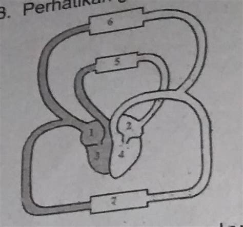 Gambar Urutan Peredaran Darah Kecil Yang Benar Adalah Kondisko Rabat