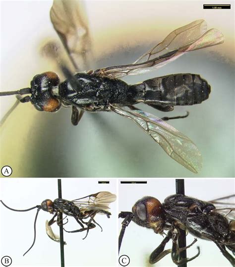 Khoikhoia Semiadusta Mason 1983 Male Holotype A Habitus Dorsal View