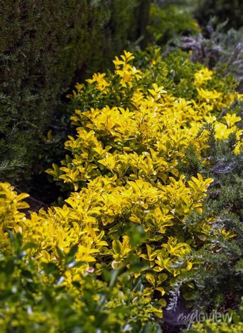 Golden Euonymus Euonymus Japonicus Aureo Marginatus Shrub Posters