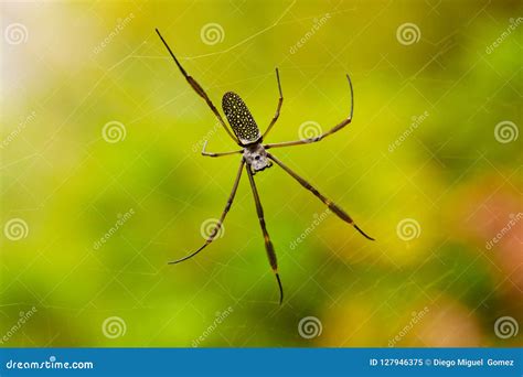 Nephila Clavipes Spider on Her Net Stock Image - Image of textured ...