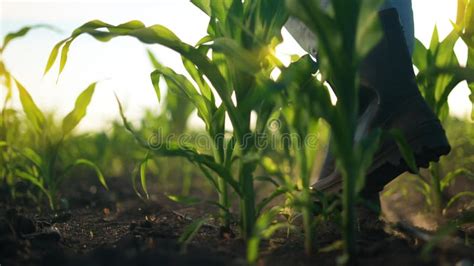 Agriculture Man Farmer In Rubber Boots Walk Through A Corn Field