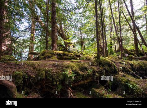 Vancouver Island Forest Canada Hi Res Stock Photography And Images Alamy
