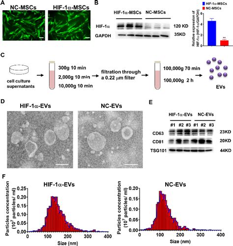 Figure 1 From Hif 1α Overexpression In Mesenchymal Stem Cell Derived