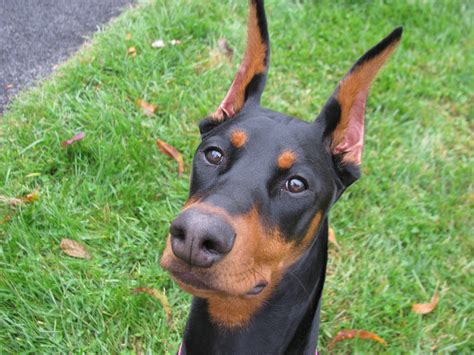 King Doberman Pinscher Puppies For Sale