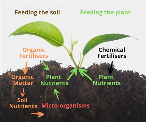 Organic Fertilizer Vs Chemical Fertilizer: A Comprehensive Comparison ...