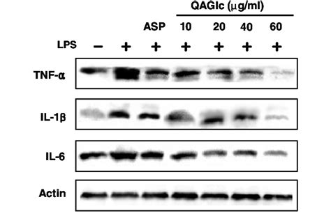 Western Blot Analysis Of Tnf A Il 1b And Il 6 Protein Expressions In