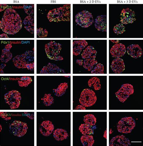 Effect Of D Hucb Msc Derived Evs On The Expression Of Cell Identity