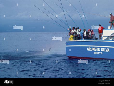 Fishermen catching Tuna from a boat in Atlantic off Azores Stock Photo ...