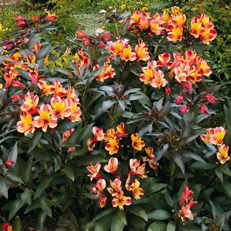 Alstroemeria Indian Summer Fleurir Son Jardin