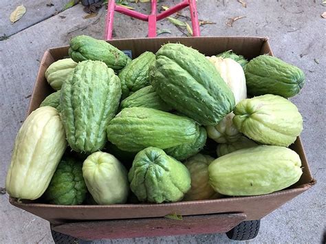 Cultivo De Chayote En Casa En Contenedores Una Guía Para Cosechas