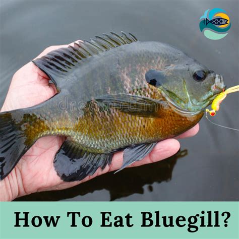 How To Eat Bluegill Best Guide To Clean And Prepare