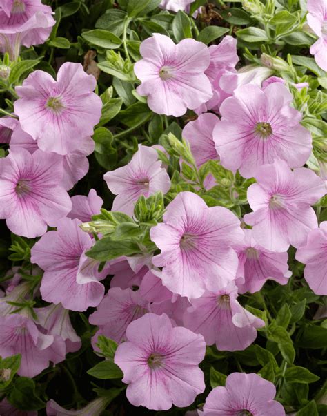 Surfinia® Sweet Pink The No1 Petunia Brand Colors Your City