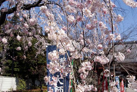 上野公園・桜開花特集 輪王寺両大師堂の枝垂れ桜が満開！ ファスニングジャーナル