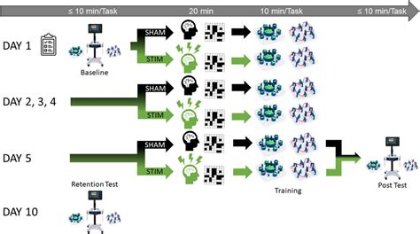 Illustration of the experimental protocol. Both bead transfer and... | Download Scientific Diagram