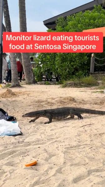 Monitor Lizard Snoops Around In Beachgoers' Belongings At Sentosa, Tips ...