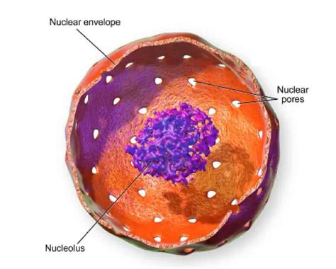 Animal Cell With Nucleus : BBC - Standard Grade Bitesize Biology - Cells and ... / Most of the ...