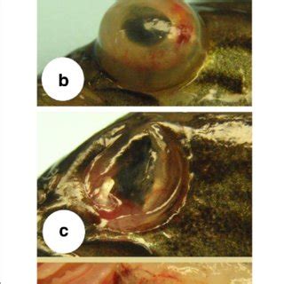 Clinical Signs In Largemouth Bass Virus LMBV IP Injected Smallmouth