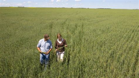 job results syngenta