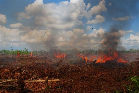 Kebakaran Lahan Gambut Dan Hutan Timbulkan Kerugian Parah Indonesia Environment And Energy Center