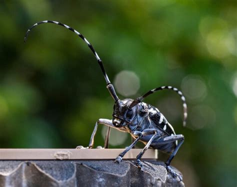 Premium Photo Asian Long Horned Beetle