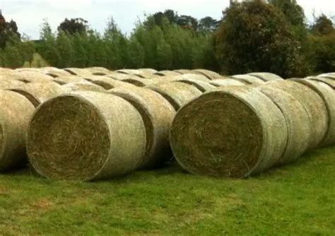 Lucerne Round Bale Mamre Produce