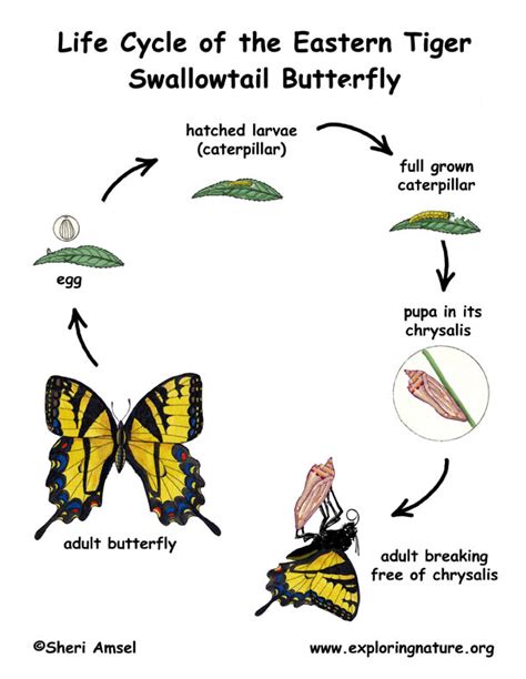 Swallowtail Butterfly Life Cycle