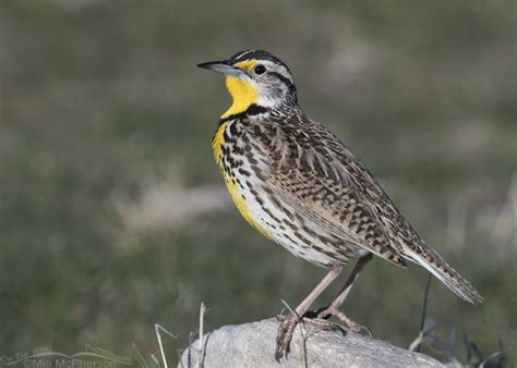 Western Meadowlark Close Up Mia Mcphersons On The Wing Photography