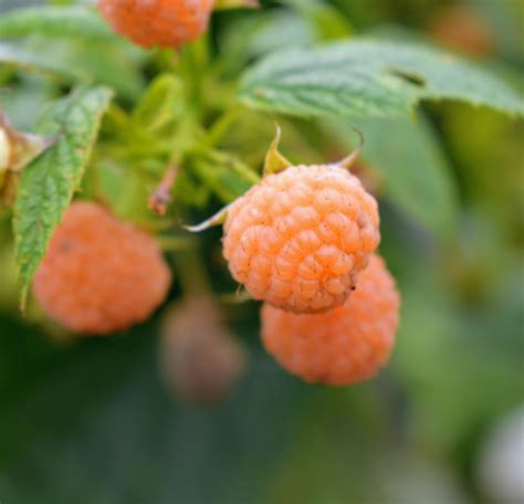 Picking Golden Raspberries The Martha Stewart Blog