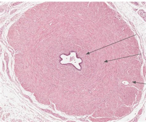Anatomy Ductus Vas Deferens Penis Histology Flashcards Quizlet