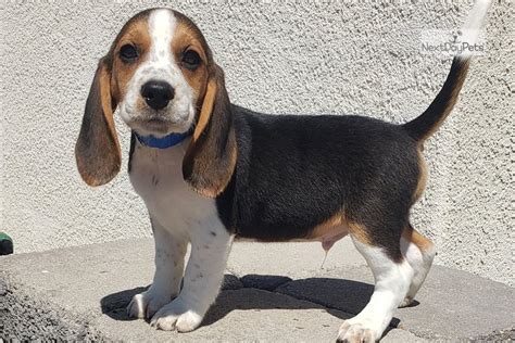 Beagle Beagle Puppy For Sale Near San Diego California 62a6e880 D7d1