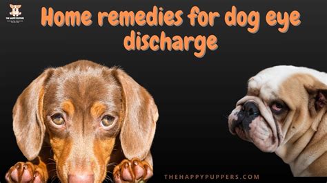 Dog eye discharge: home remedies - The Happy Puppers