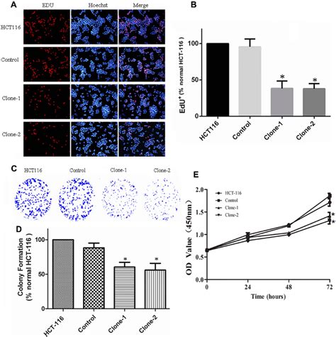 Crisprcas9 Mediated β Catenin Δtct Ser45 Mutation Correction Inhibit Download Scientific