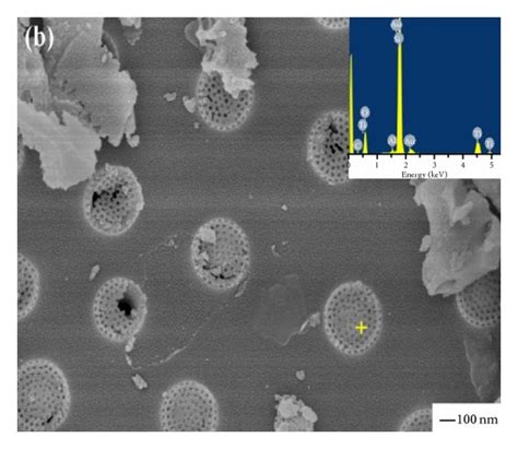 The microstructure of diatomite and TiO2/diatomite composite ...