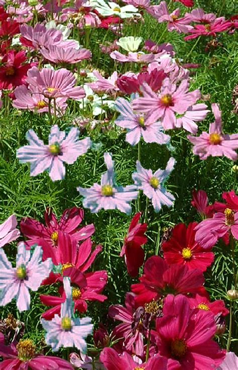 Cosmos ‘sensation Mix Flower Seed Southern Harvest