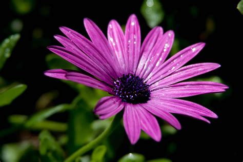 African Daisies In The Sun Fables And Flora