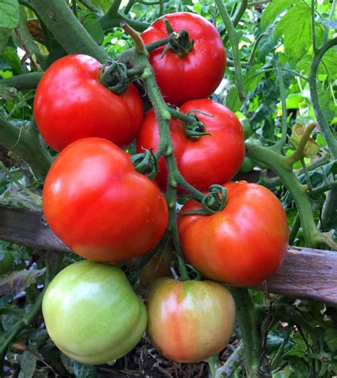 Square Foot Gardening Tomatoes Spacing Coleman Gingaid