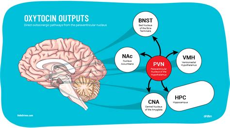 How Oxytocin Builds Resilience Driven