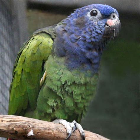 Blue-headed Pionus Parrot Parakeets, Parrots, Exotic Birds, Colorful ...