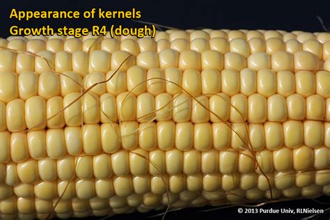 Grain Fill Stages In Corn Purdue University