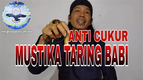 MUSTIKA TARING BABI ANTI CUKUR VIRAL YouTube