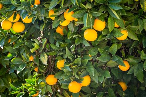 Branch Orange Tree Fruits Green Leaves In Spain Stock Image Image Of