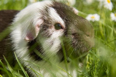 Guinea Pig In The Grass Eating Stock Photo Image Of Little Garden