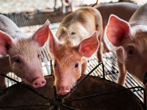 Savoie Vigilance face à la Peste Porcine Africaine en Savoie