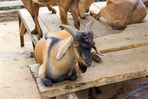 Ziegen Tiere Auf Dem Bauernhof Kostenloses Foto Auf Pixabay Pixabay