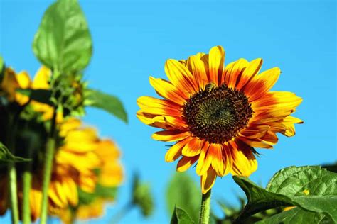 Gratis Afbeelding Natuur Blad Flora Zomer Zonnebloem Bloem Veld