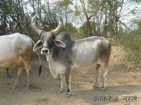 Kaldera Romadhon: Sapi Brahman & Sapi Ongole