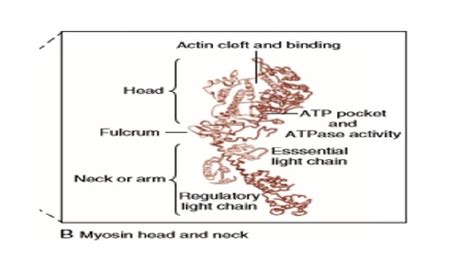 Mechanisms Of Cardiac Contraction And Relaxation By Dr