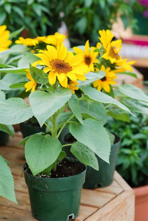 How To Grow Sunflowers In Containers Uk