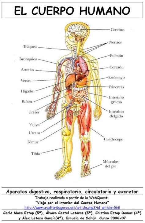 Smijozeg Cuerpo Humano Organos