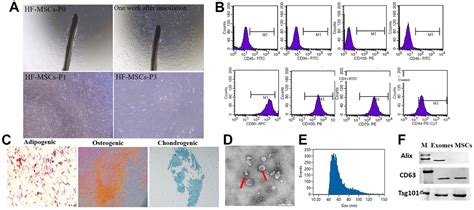 Hair Follicle Mesenchymal Stem Cell Exosomal Lncrna H Inhibited Nlrp